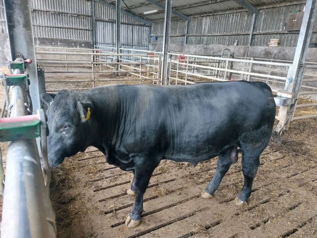 Aberdeen angus - Image 1