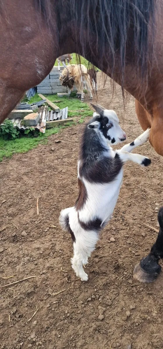 Extraordinary ears 🥰  .    Goats and roosters - Image 1