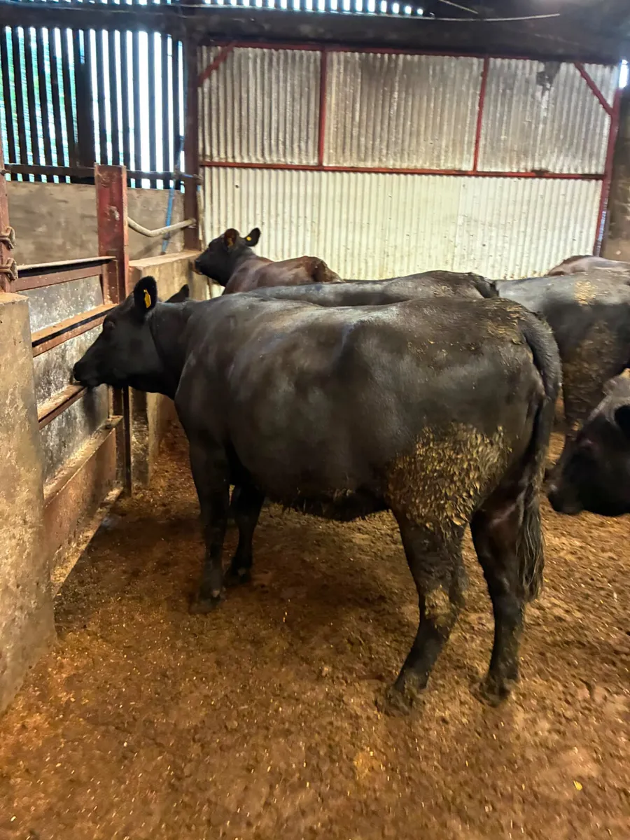 Angus and lim Bulling heifers - Image 4