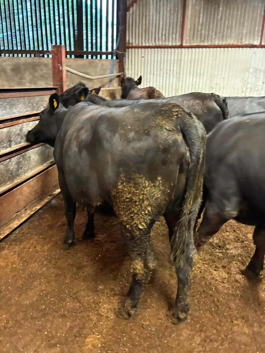 Angus and lim Bulling heifers - Image 3
