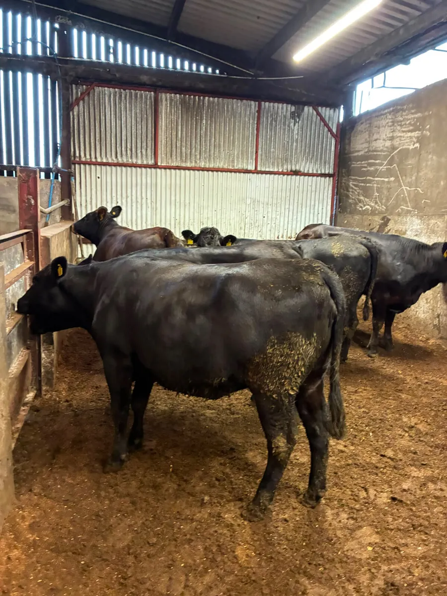 Angus and lim Bulling heifers - Image 1