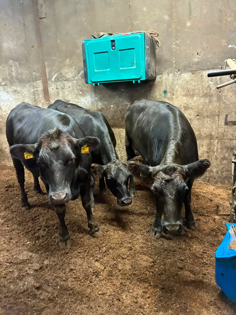 Angus and lim Bulling heifers - Image 2
