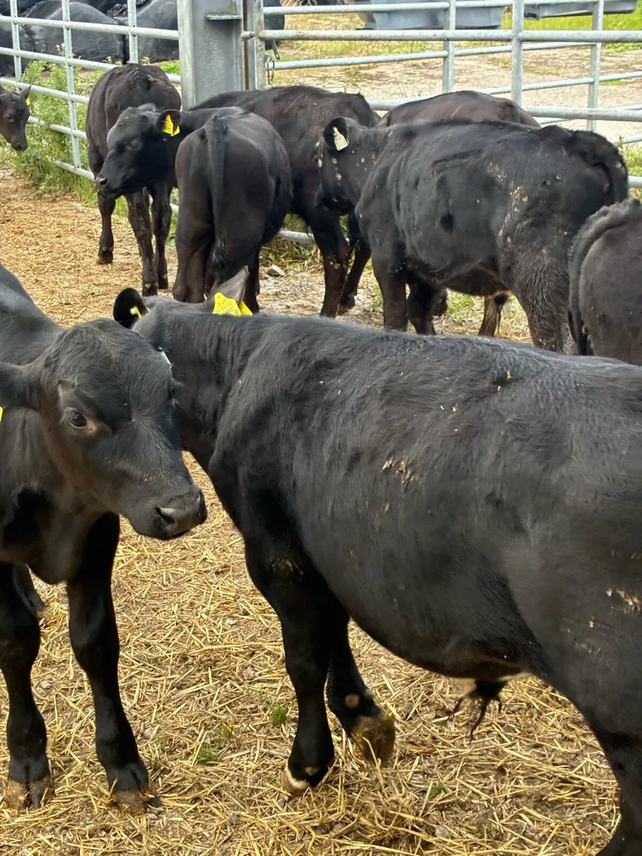 12 SUPER QUALITY GRASS AA BULL RUNNERS - Image 2