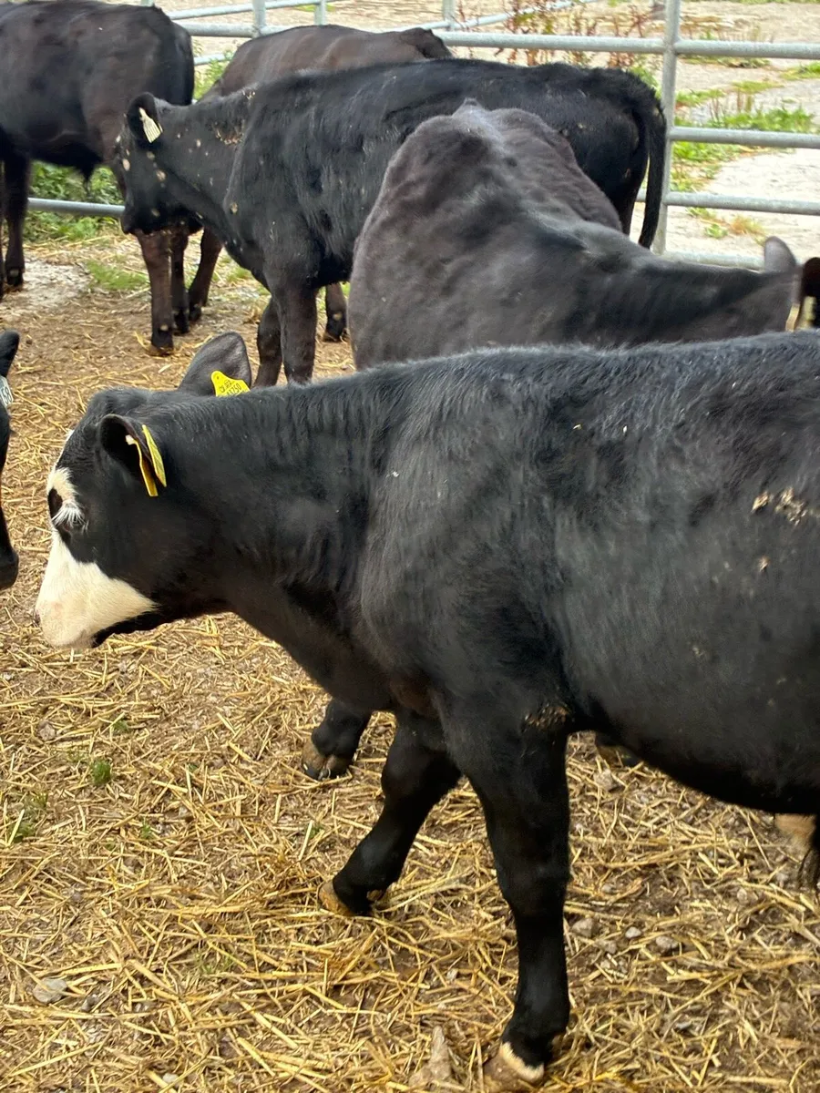 12 SUPER QUALITY GRASS AA BULL RUNNERS - Image 3