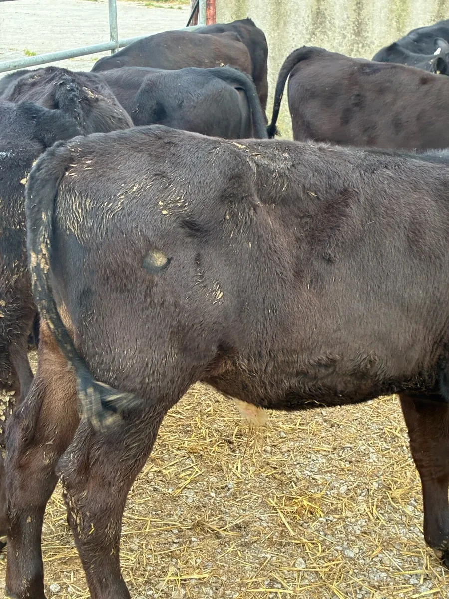 12 SUPER QUALITY GRASS AA BULL RUNNERS - Image 4