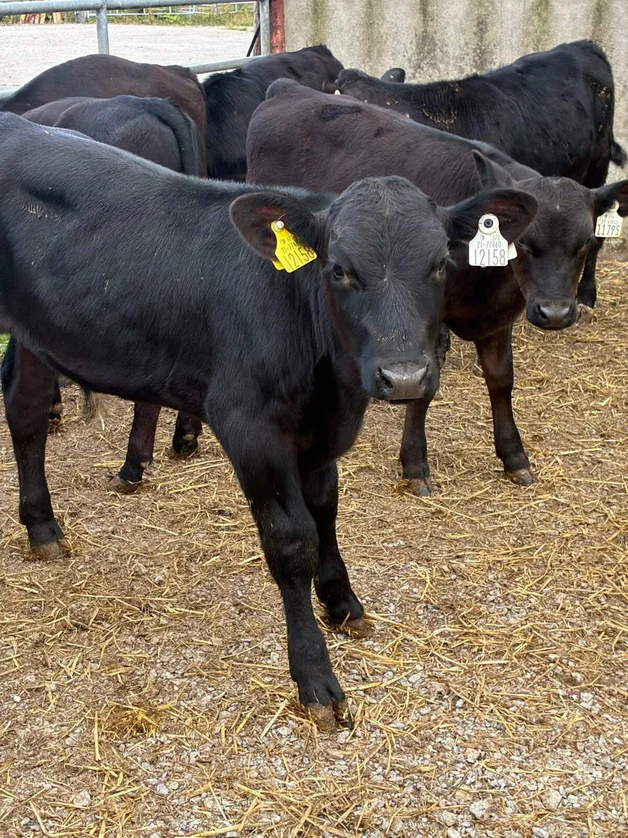 12 SUPER QUALITY GRASS AA BULL RUNNERS - Image 1