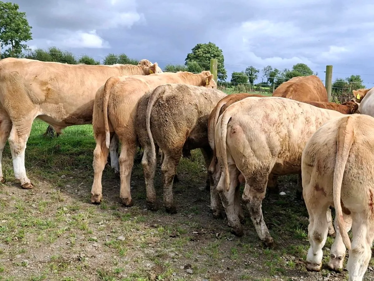 11 Smashing Charlaois Store Bullocks - Image 2
