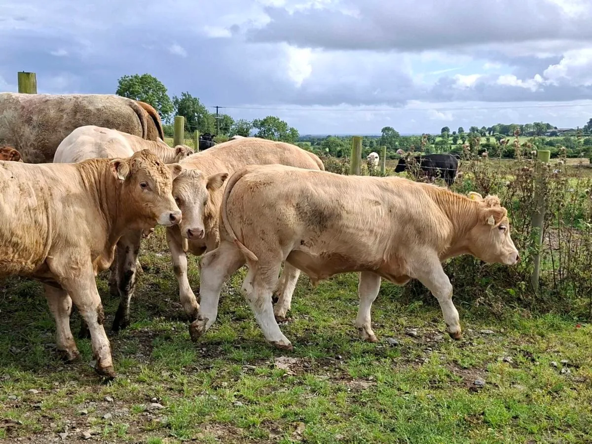 11 Smashing Charlaois Store Bullocks - Image 3