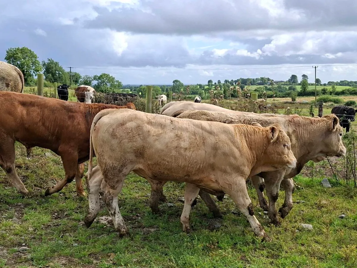 11 Smashing Charlaois Store Bullocks - Image 4