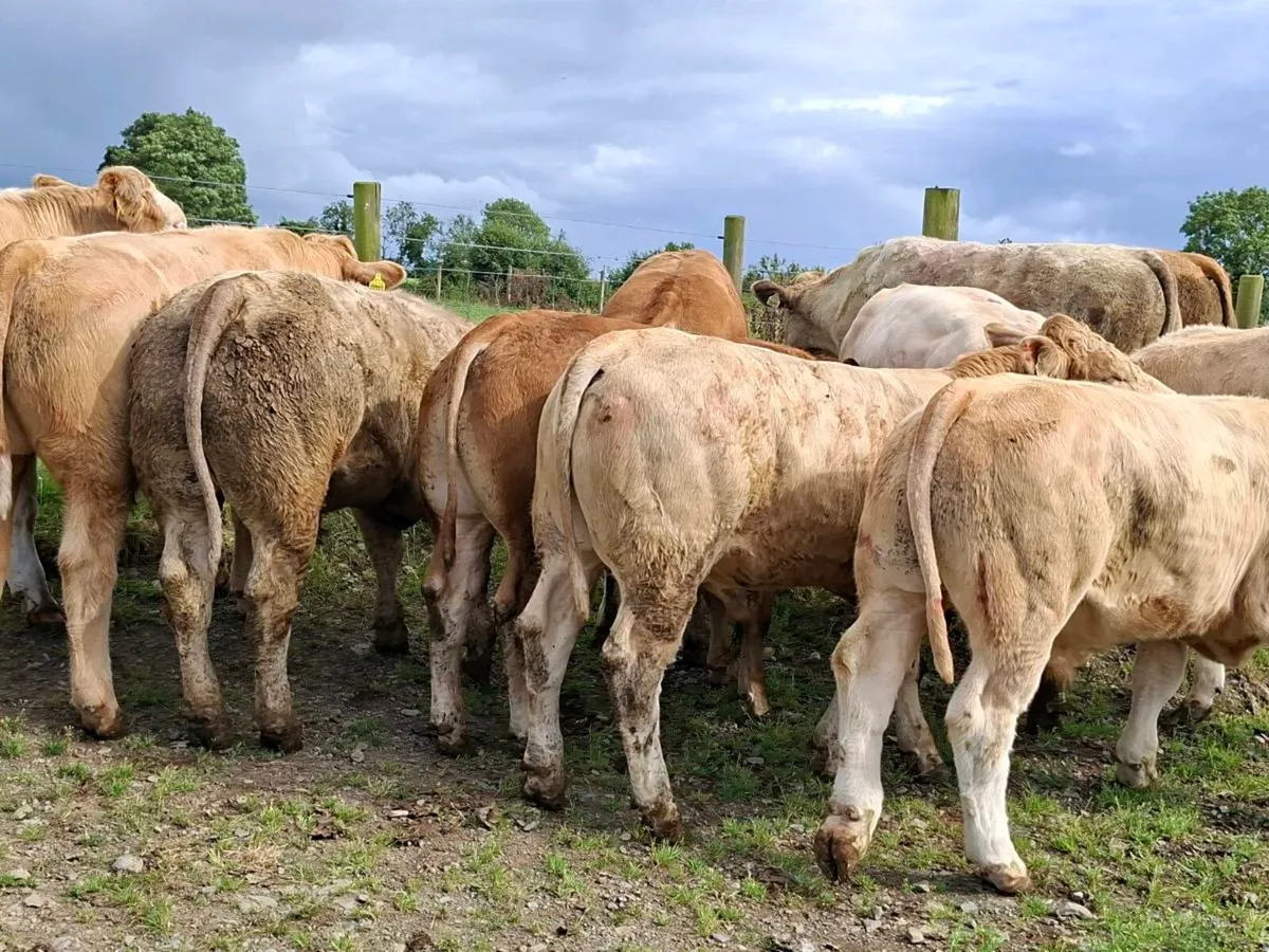 11 Smashing Charlaois Store Bullocks - Image 1