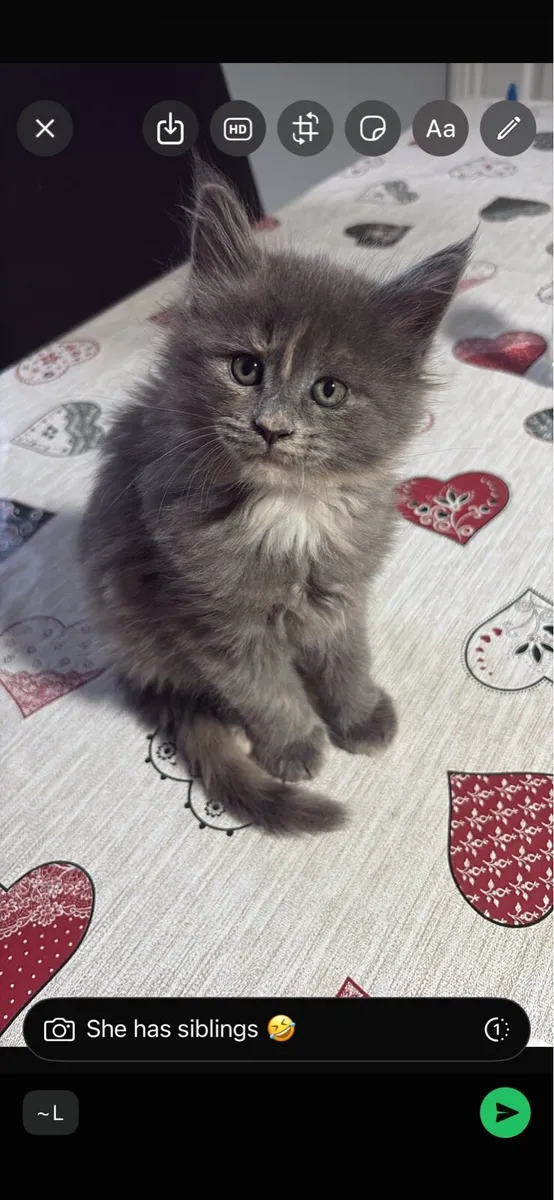 Maine Coon Kittens - Image 1