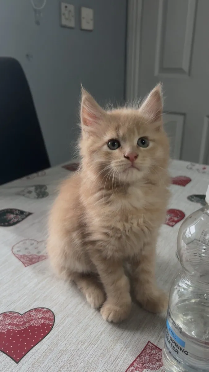 Maine Coon Kittens - Image 2