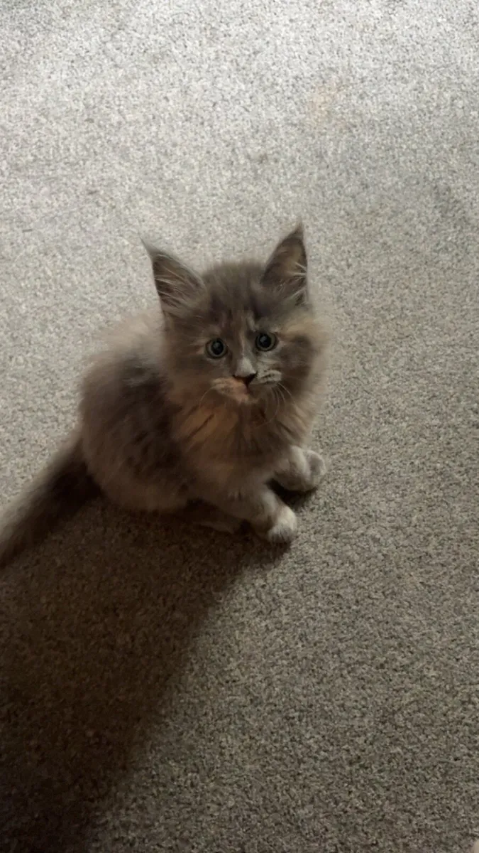 Maine Coon Kittens - Image 3