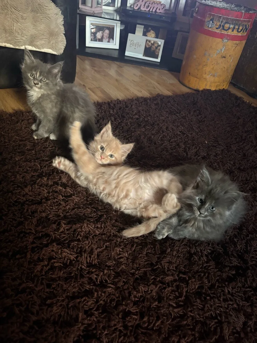 Maine Coon Kittens - Image 4