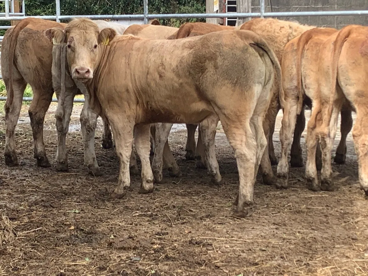 8super u grade heifers 360kg - Image 1
