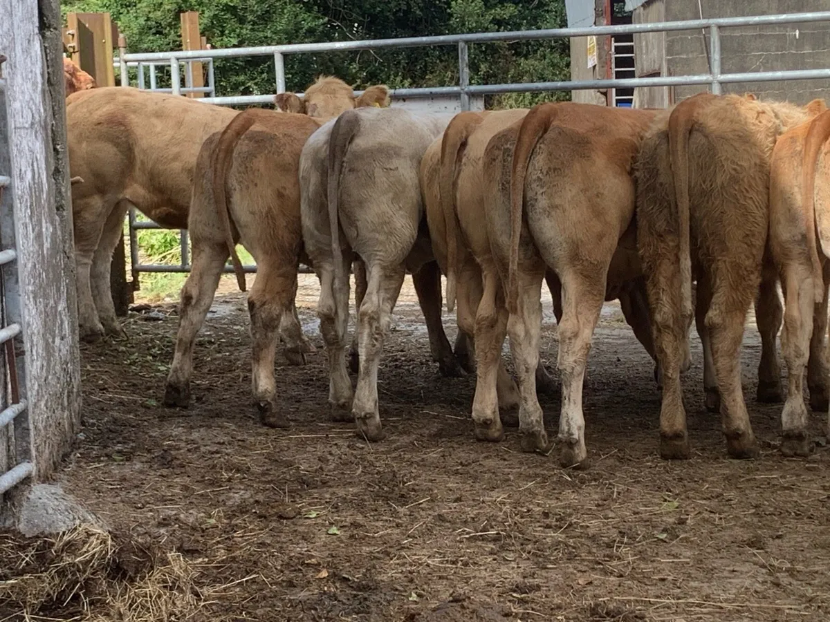 8super u grade heifers 360kg - Image 3