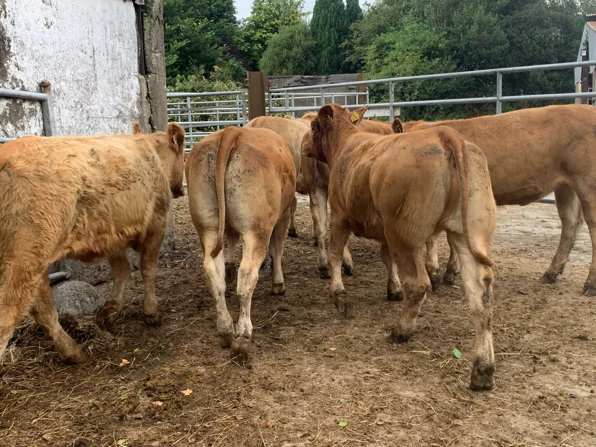 8super u grade heifers 360kg - Image 4