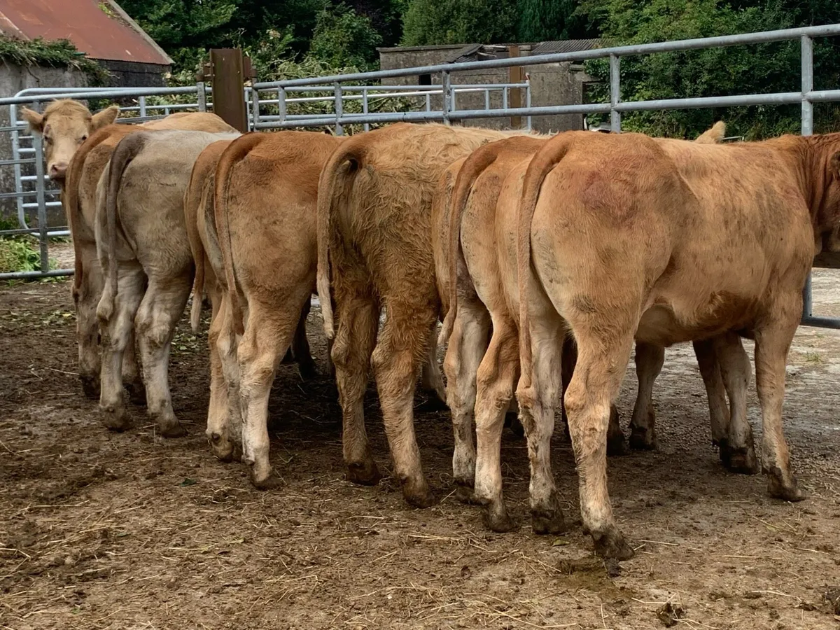 8super u grade heifers 360kg - Image 2