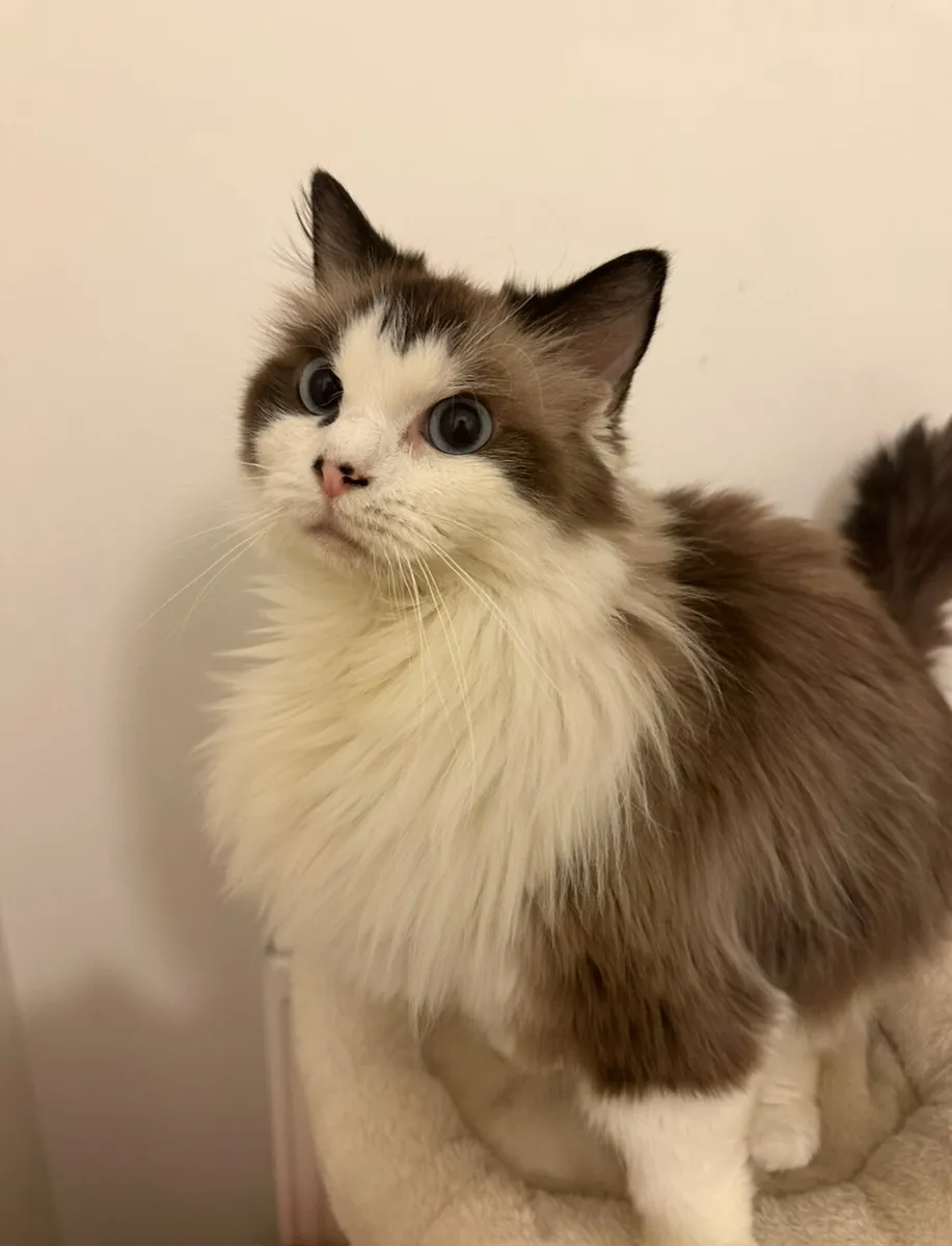 Ragdoll - Image 1