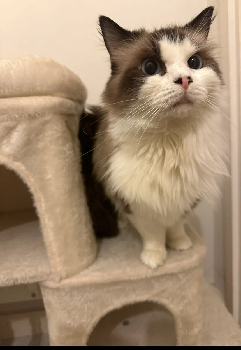Ragdoll - Image 2