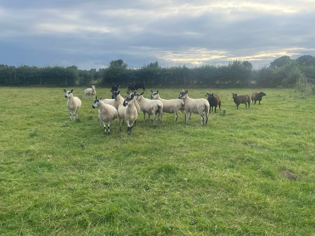 Mule ewe Hoggets - Image 1