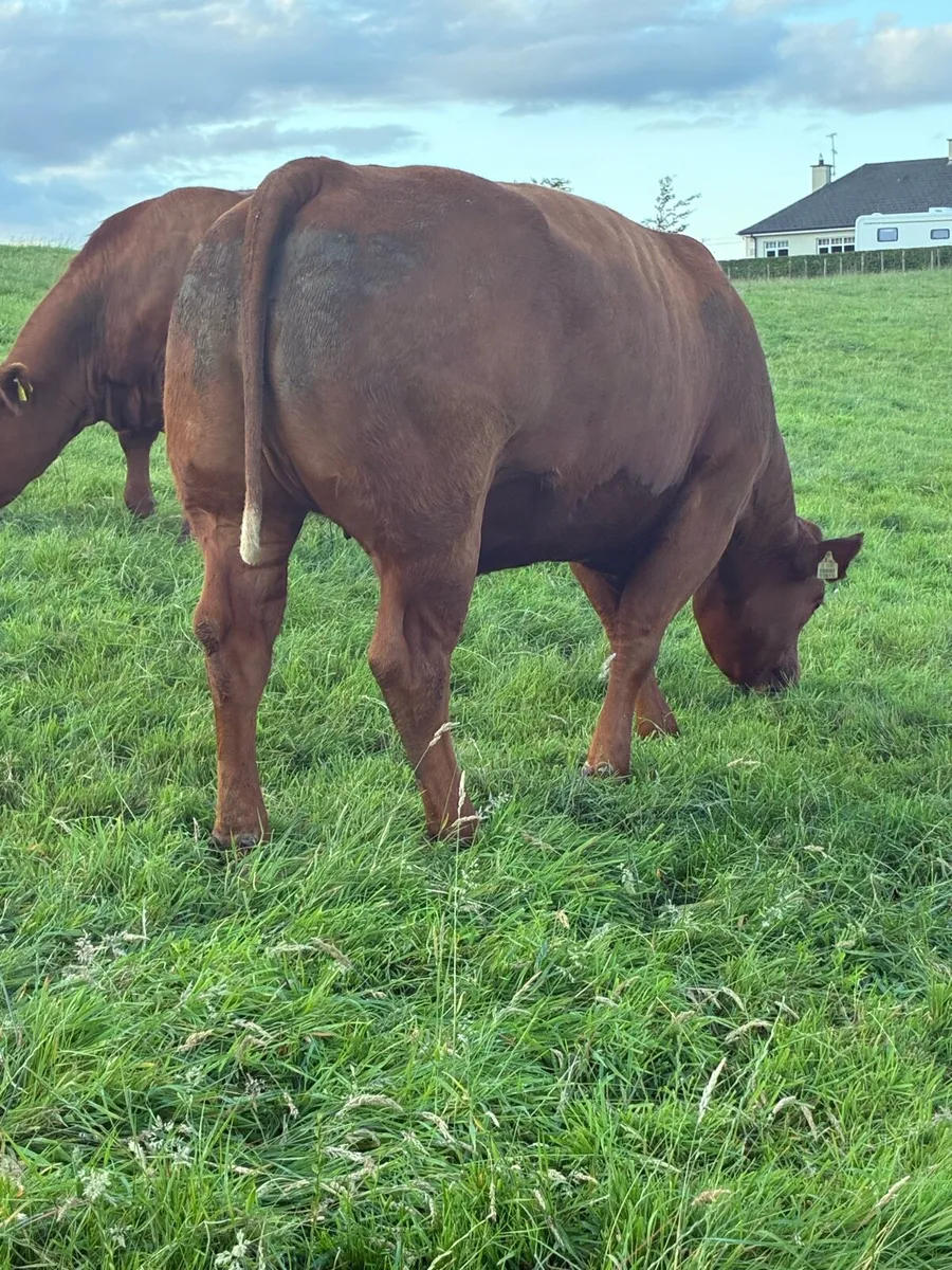 🔥 Superb Incalf Heifers 🔥 - Image 2
