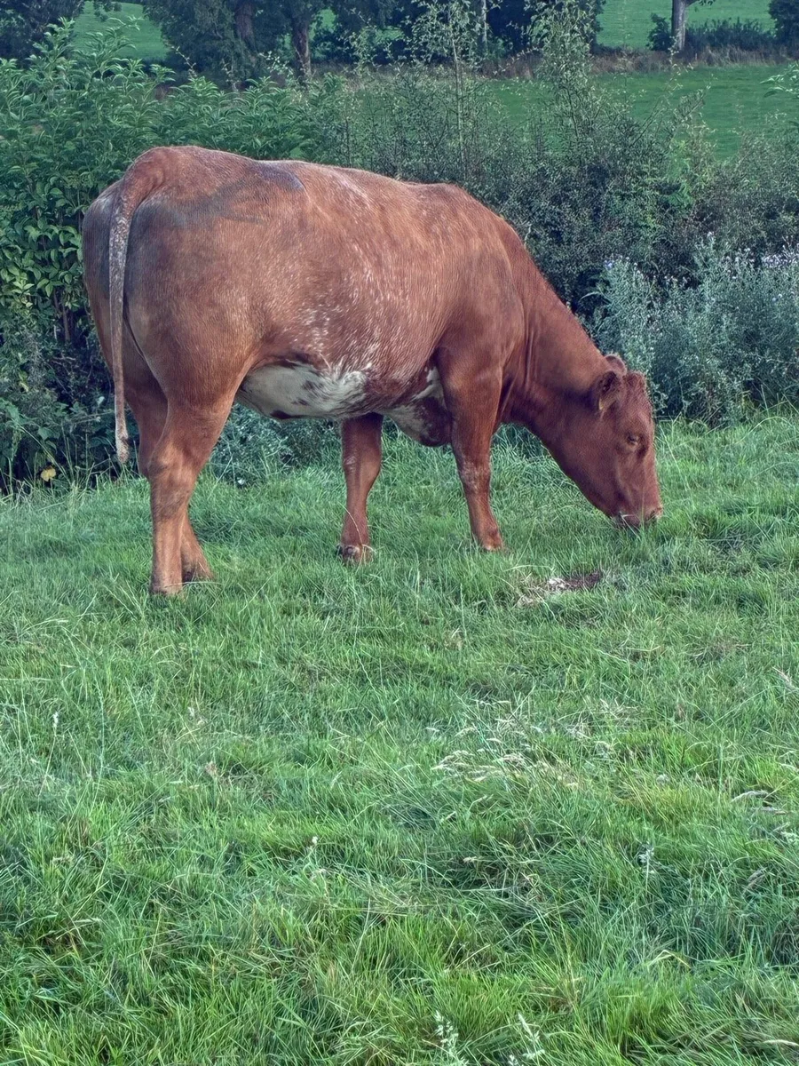 🔥 Superb Incalf Heifers 🔥 - Image 4