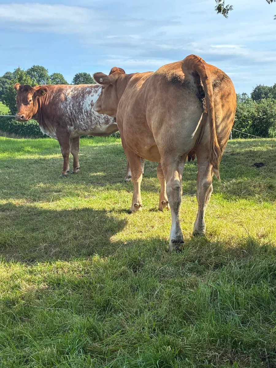 🔥 Superb Incalf Heifers 🔥 - Image 3