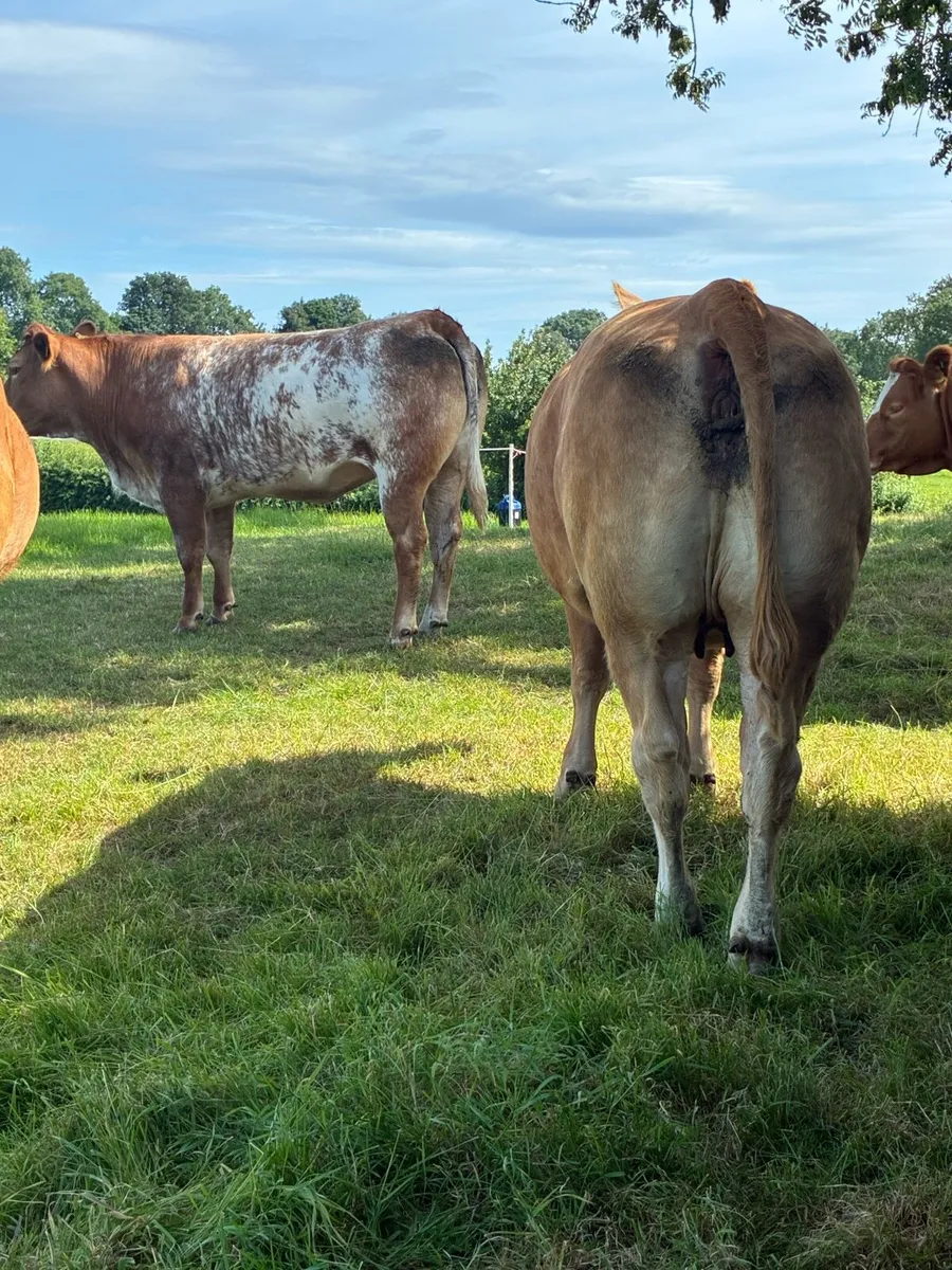 🔥 Superb Incalf Heifers 🔥 - Image 1