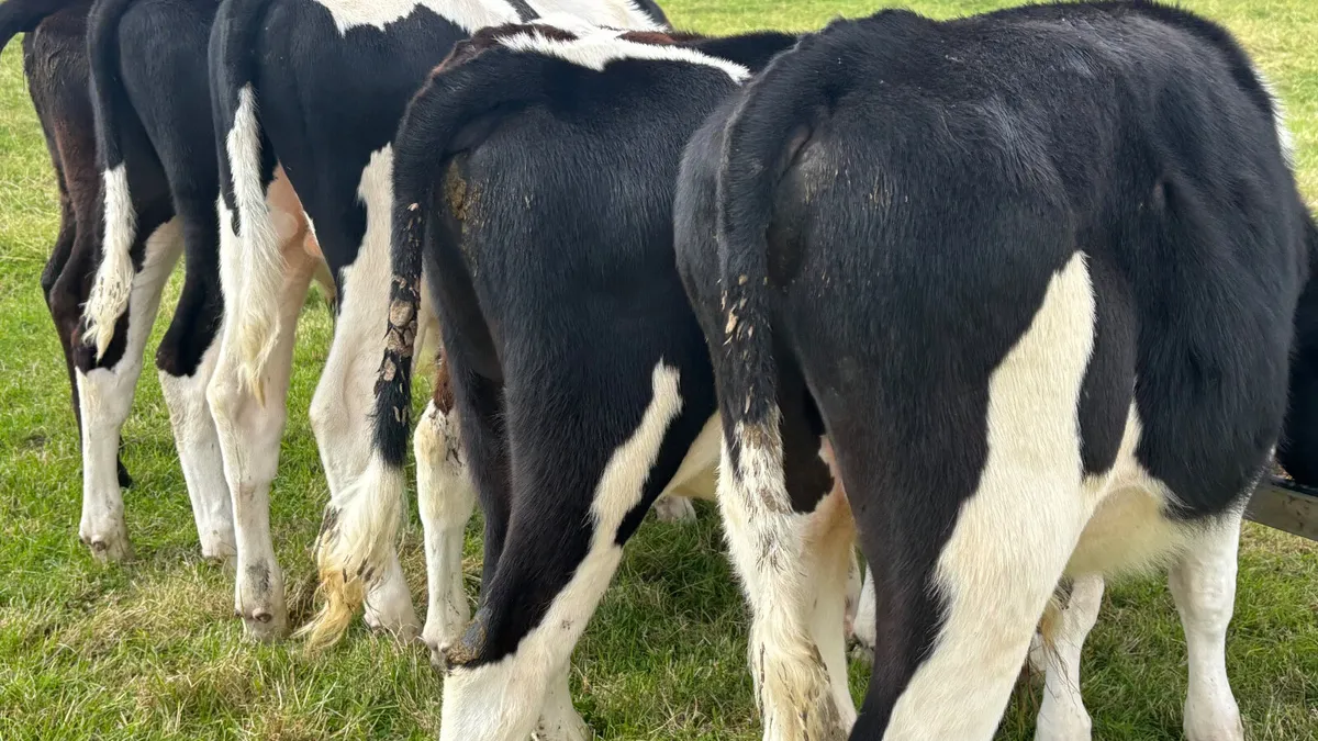 6 Fresian Bull Runners - Image 4