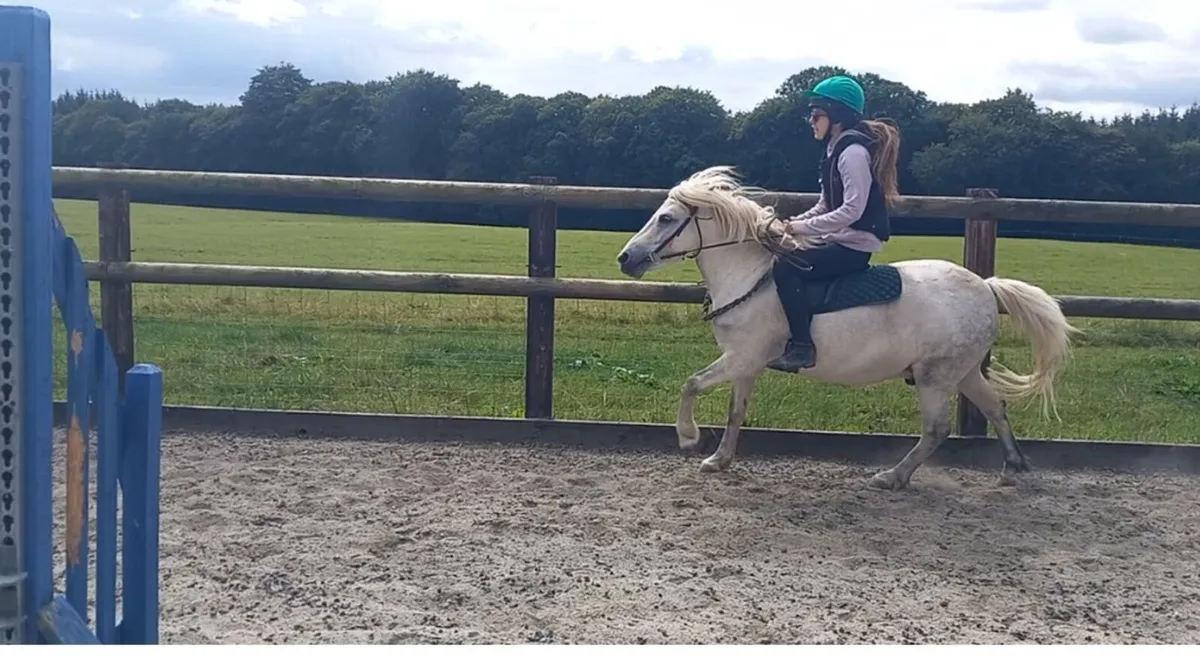 🐴 Kids Pony 11.3hh 🐴 - Image 3