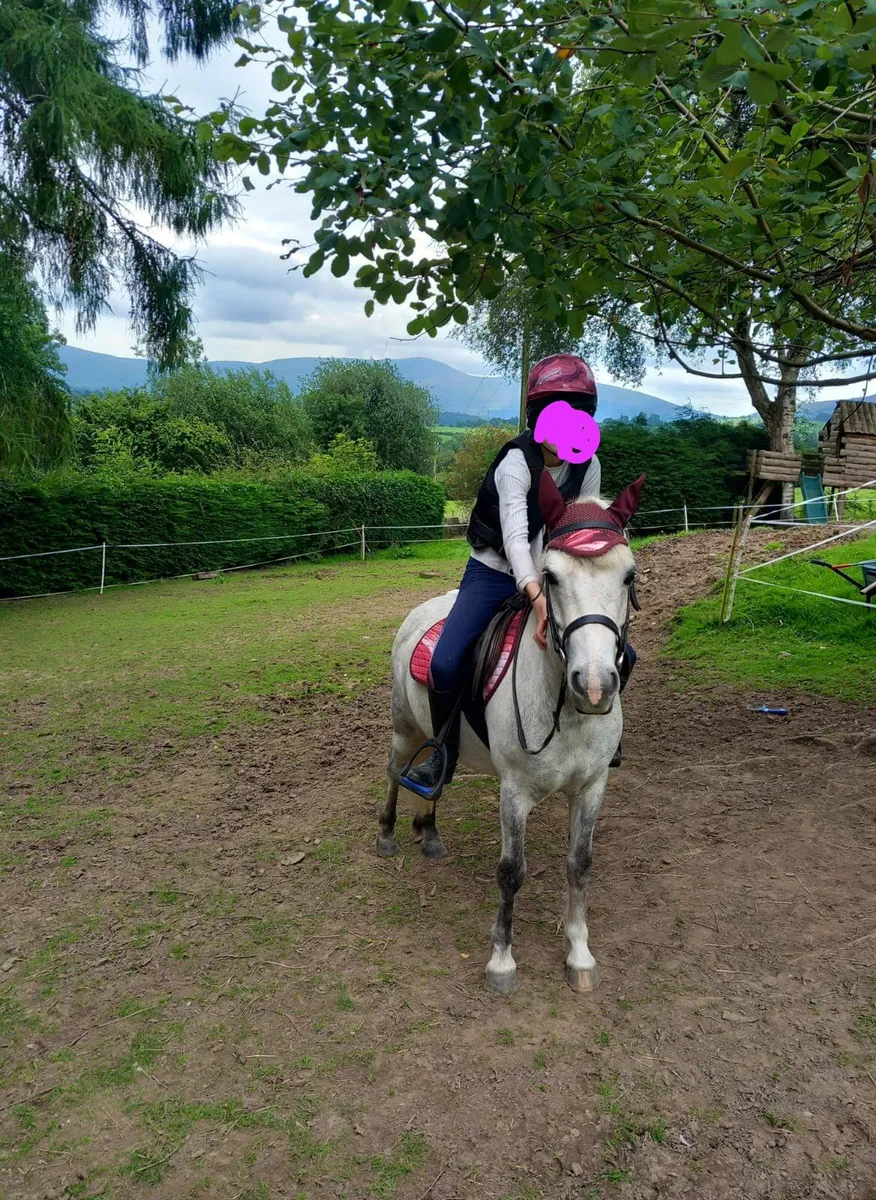 🐴 Kids Pony 11.3hh 🐴 - Image 1
