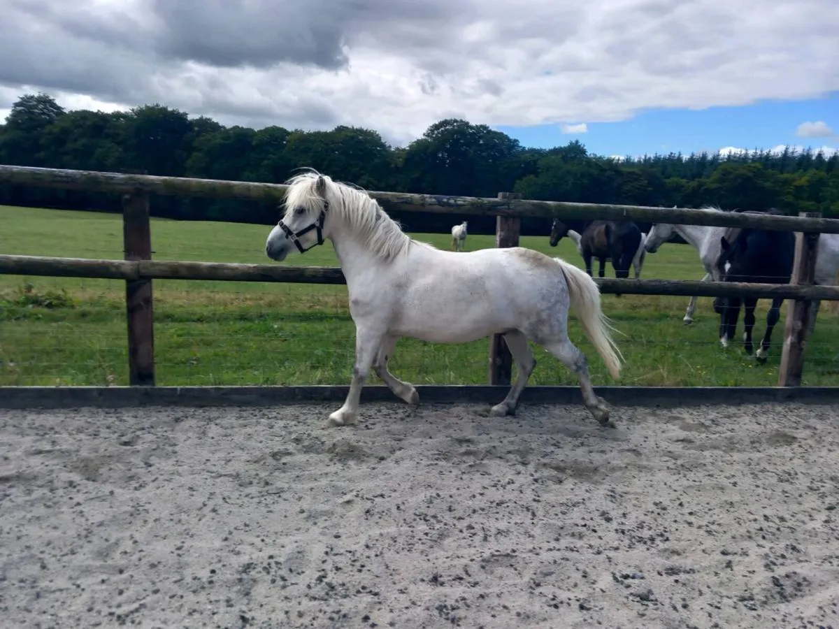 🐴 Kids Pony 11.3hh 🐴 - Image 1