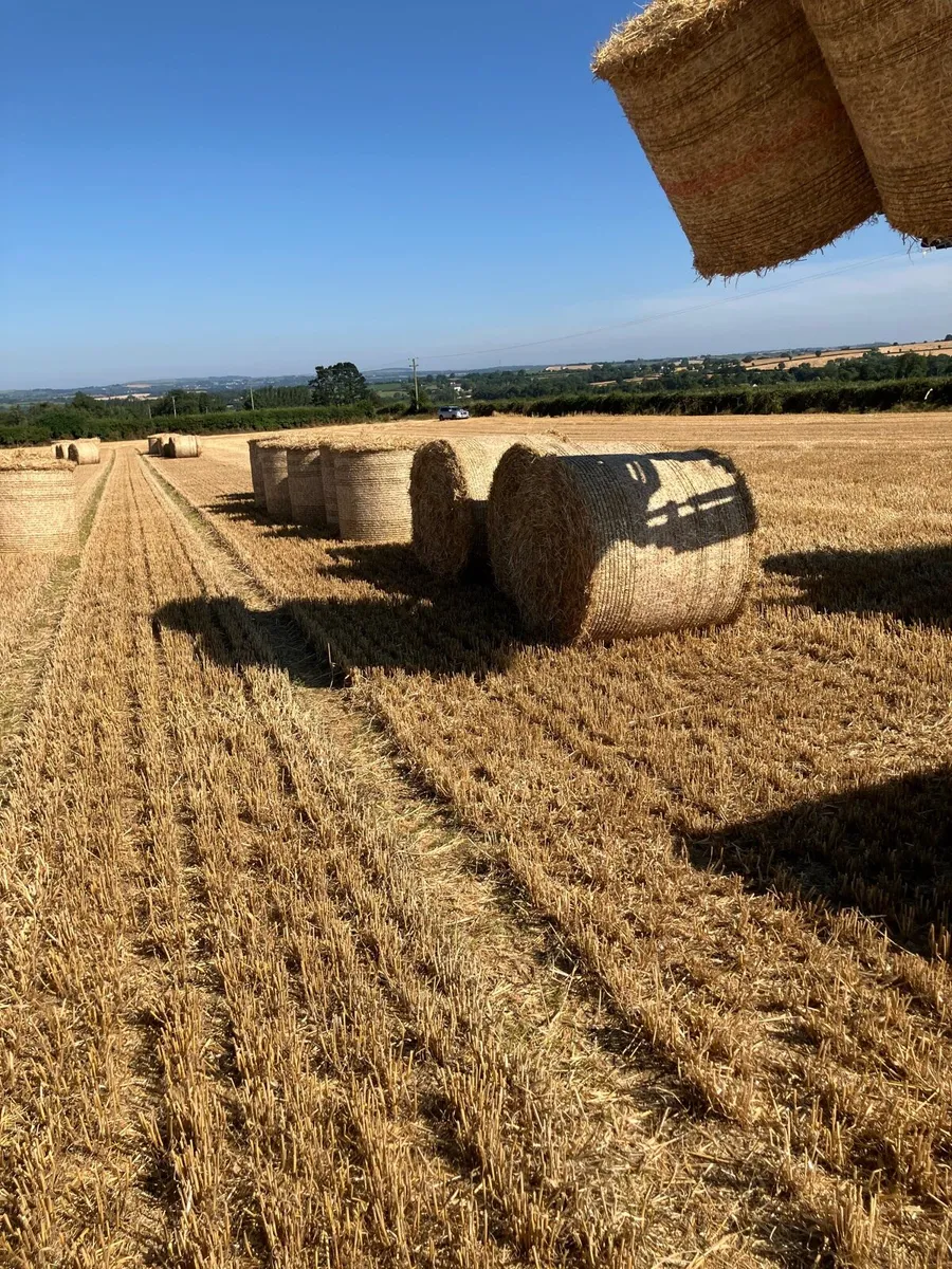 Hay and straw Wanted - Image 4