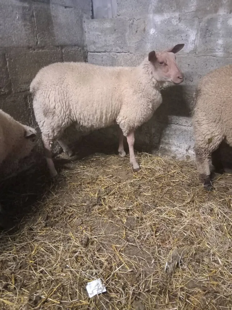 Veenden ewe lambs. - Image 3