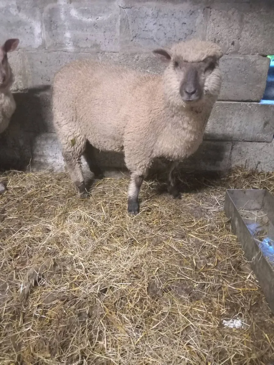 Veenden ewe lambs. - Image 1