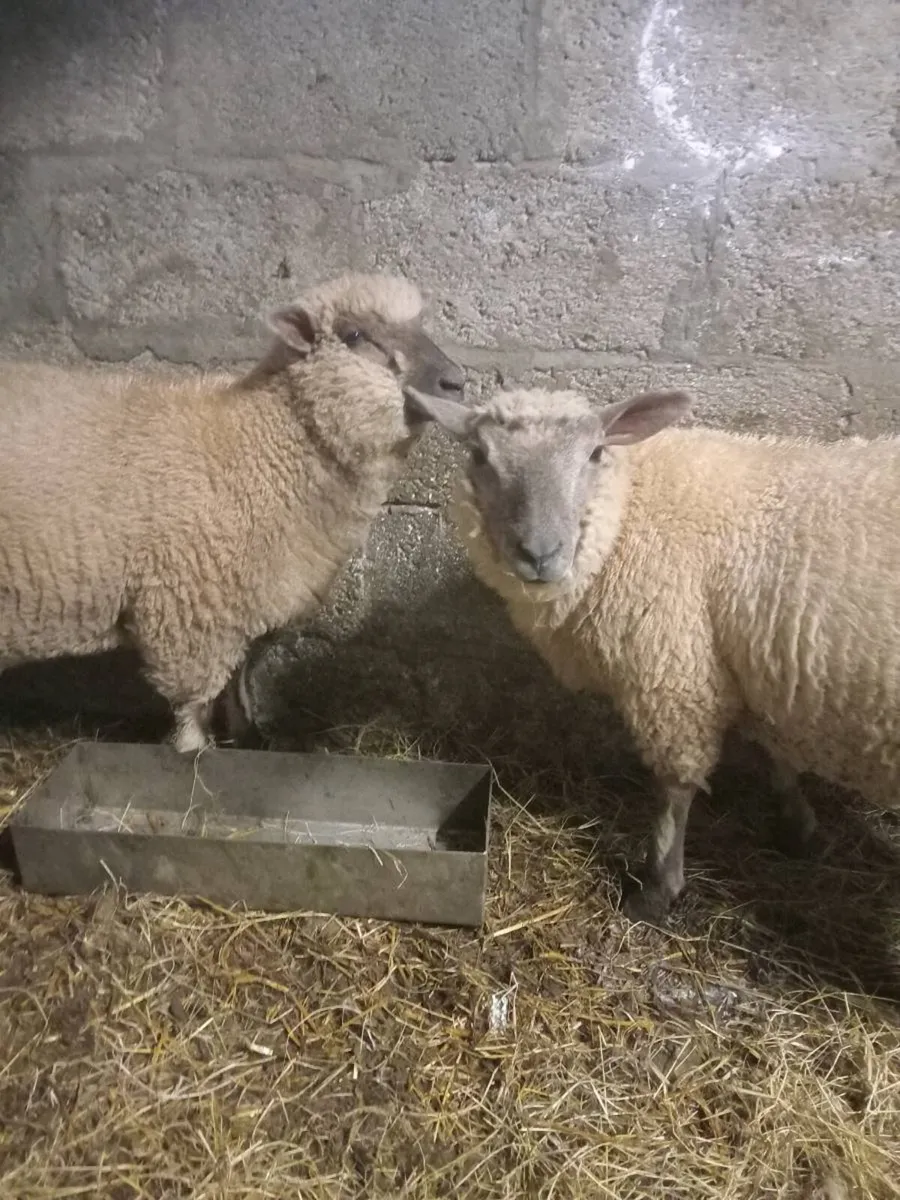 Veenden ewe lambs. - Image 2