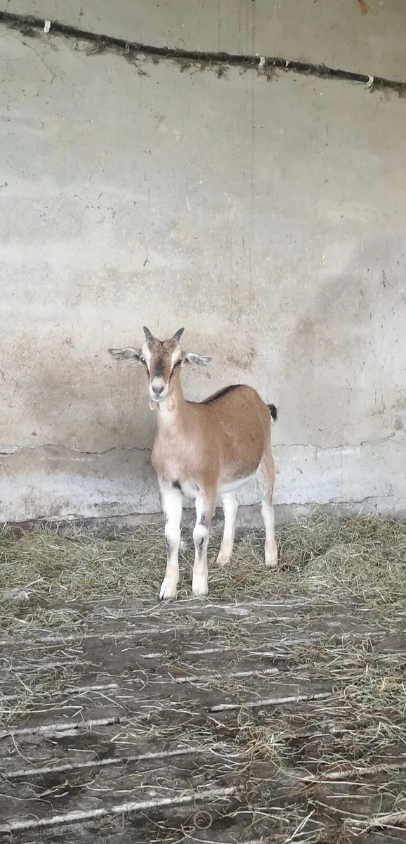 Female goats - Image 4