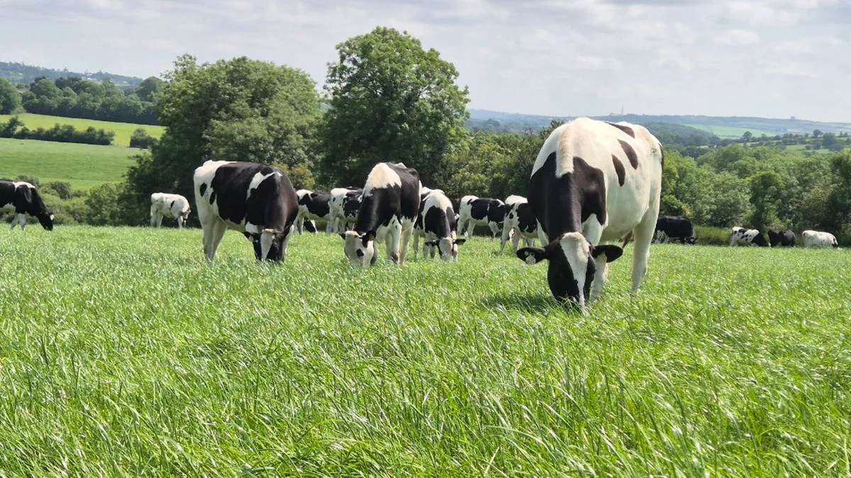 Calved heifers, in calf heifers and calves