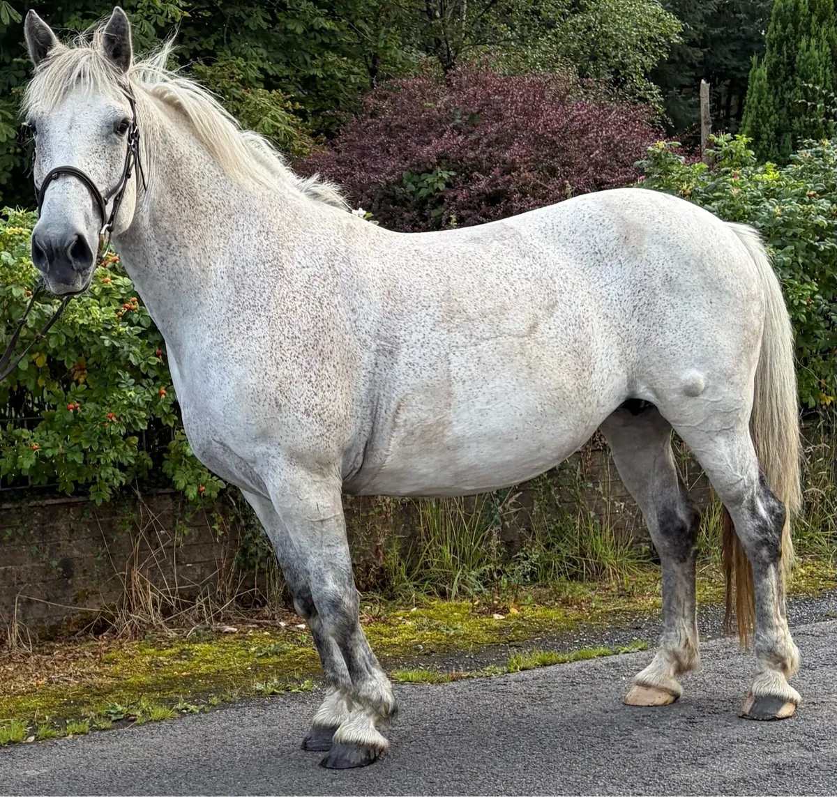 ID MARE happy hacker - Image 3