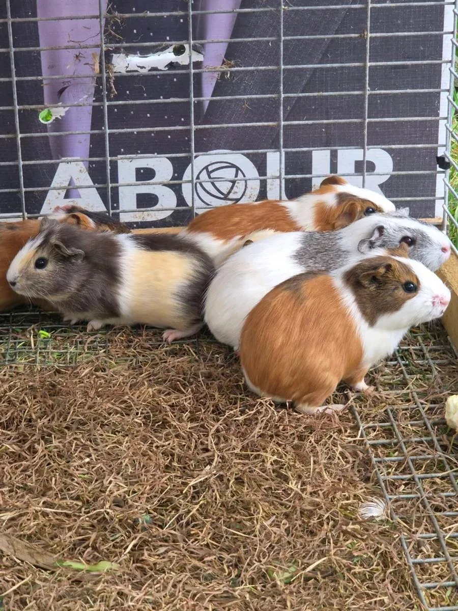 Guinea pigs - Image 1