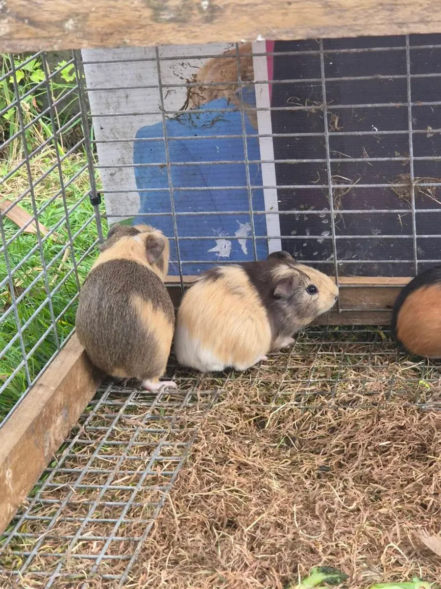 Guinea pigs - Image 2