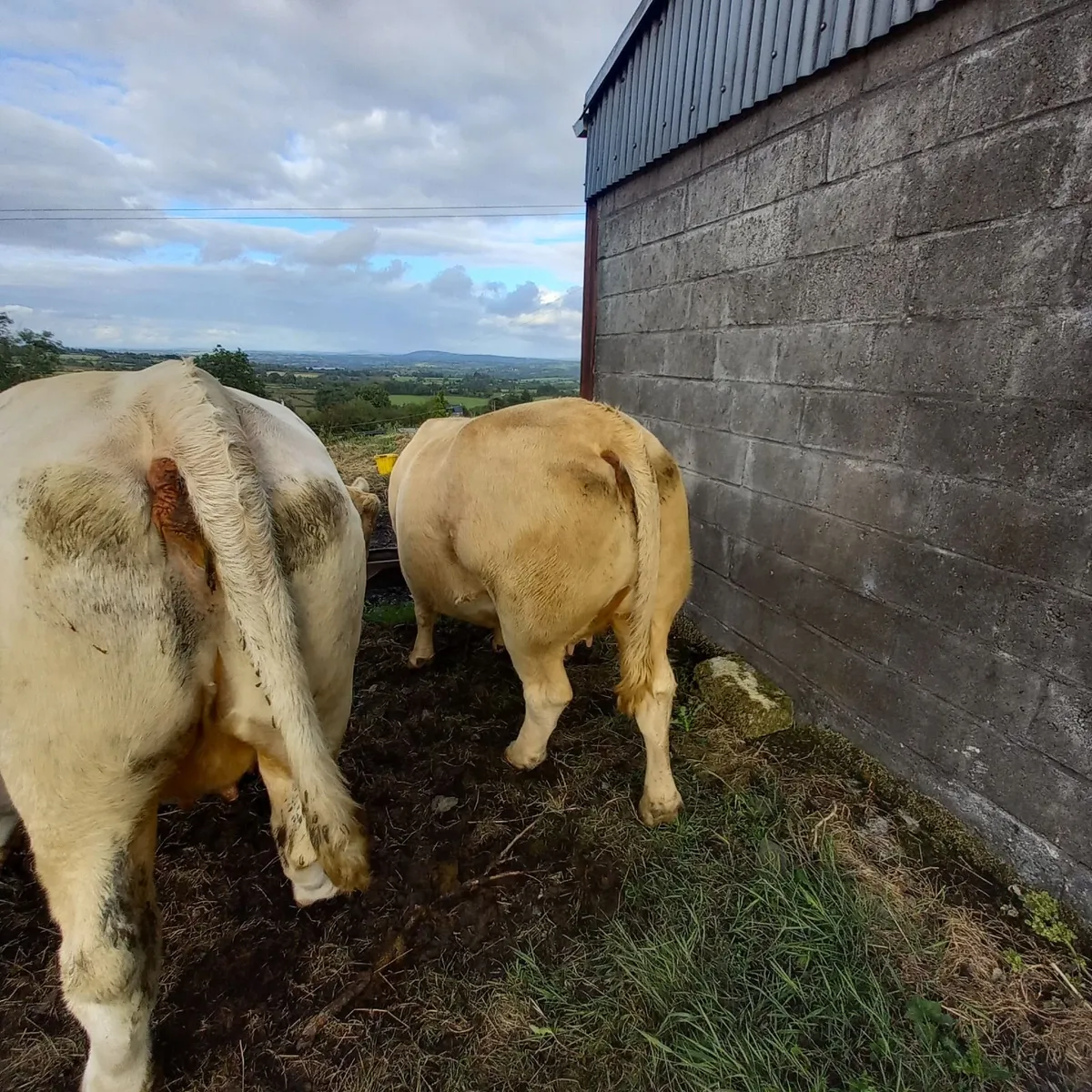Young heavy cull cows - Image 1