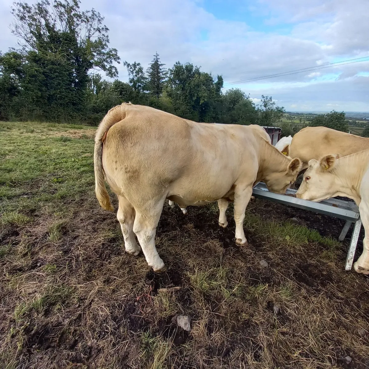 Young heavy cull cows - Image 2