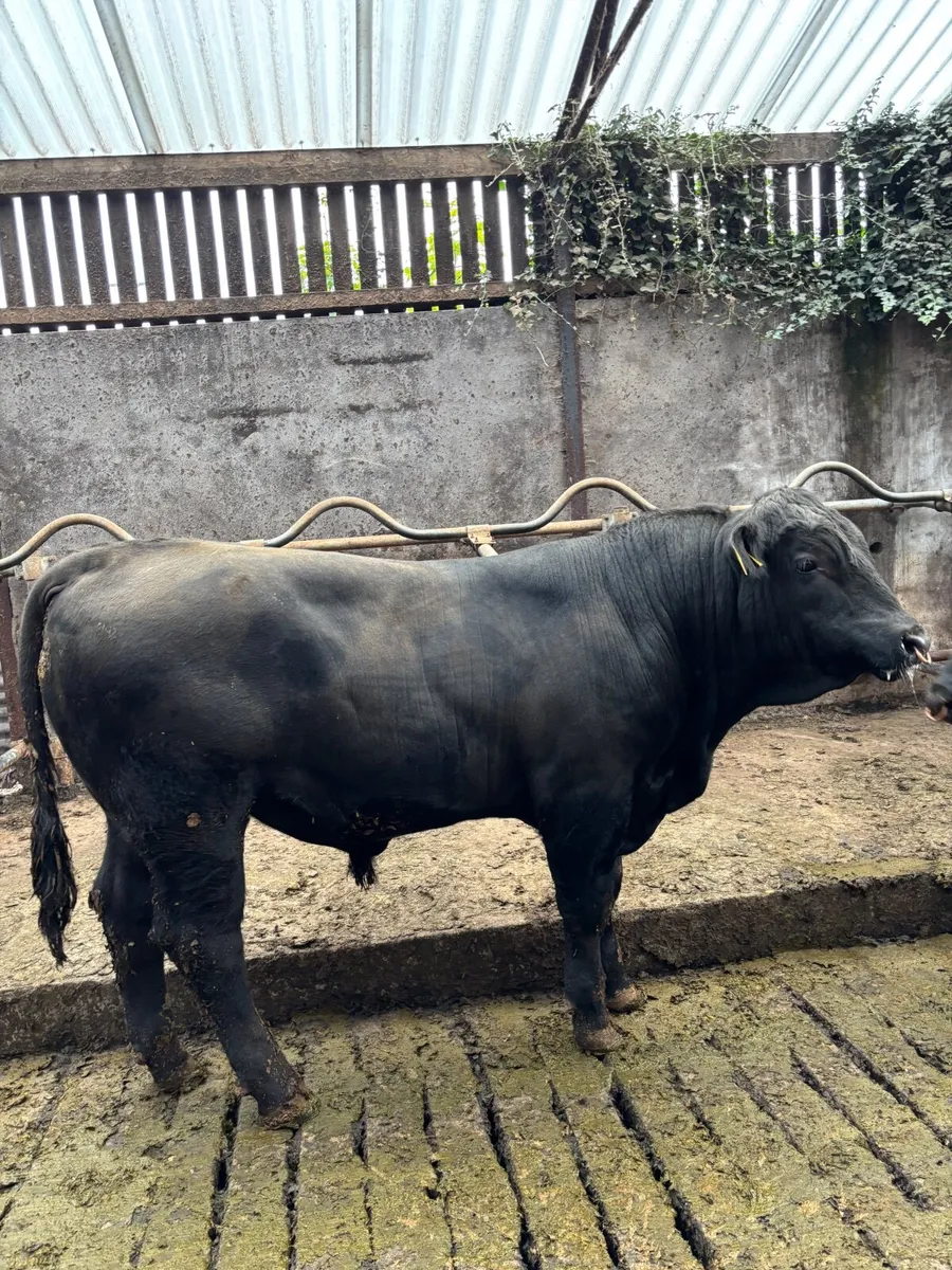 PB Aberdeen Angus bulls - Image 3