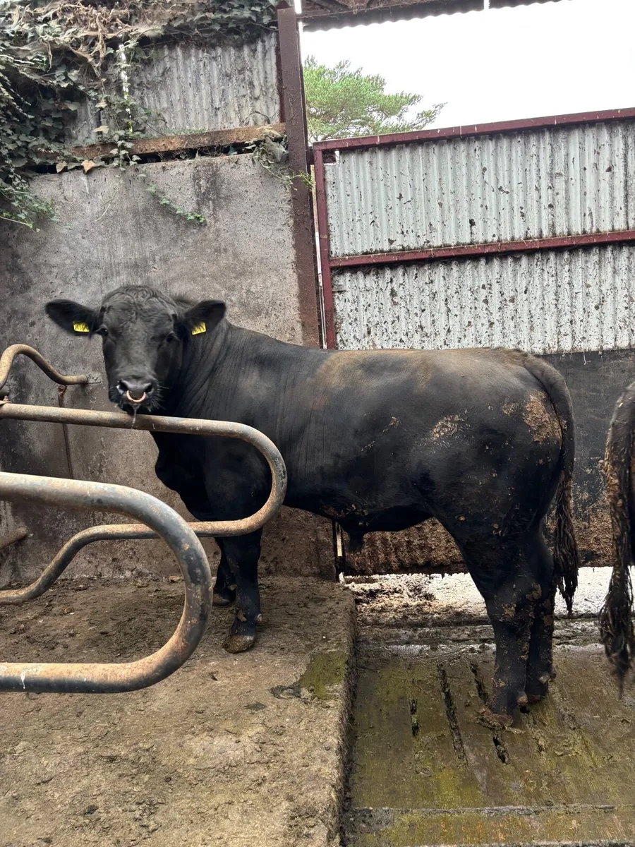 PB Aberdeen Angus bulls - Image 4