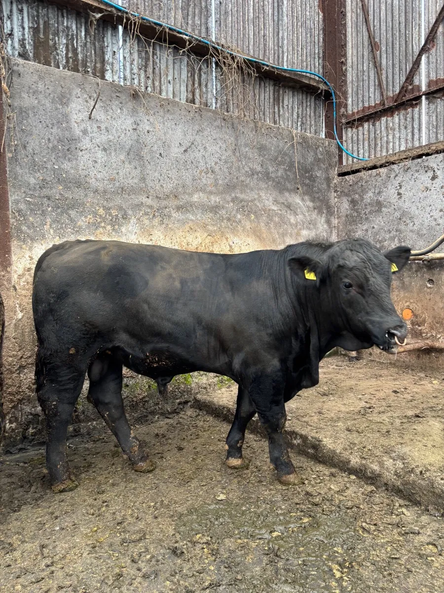 PB Aberdeen Angus bulls - Image 1