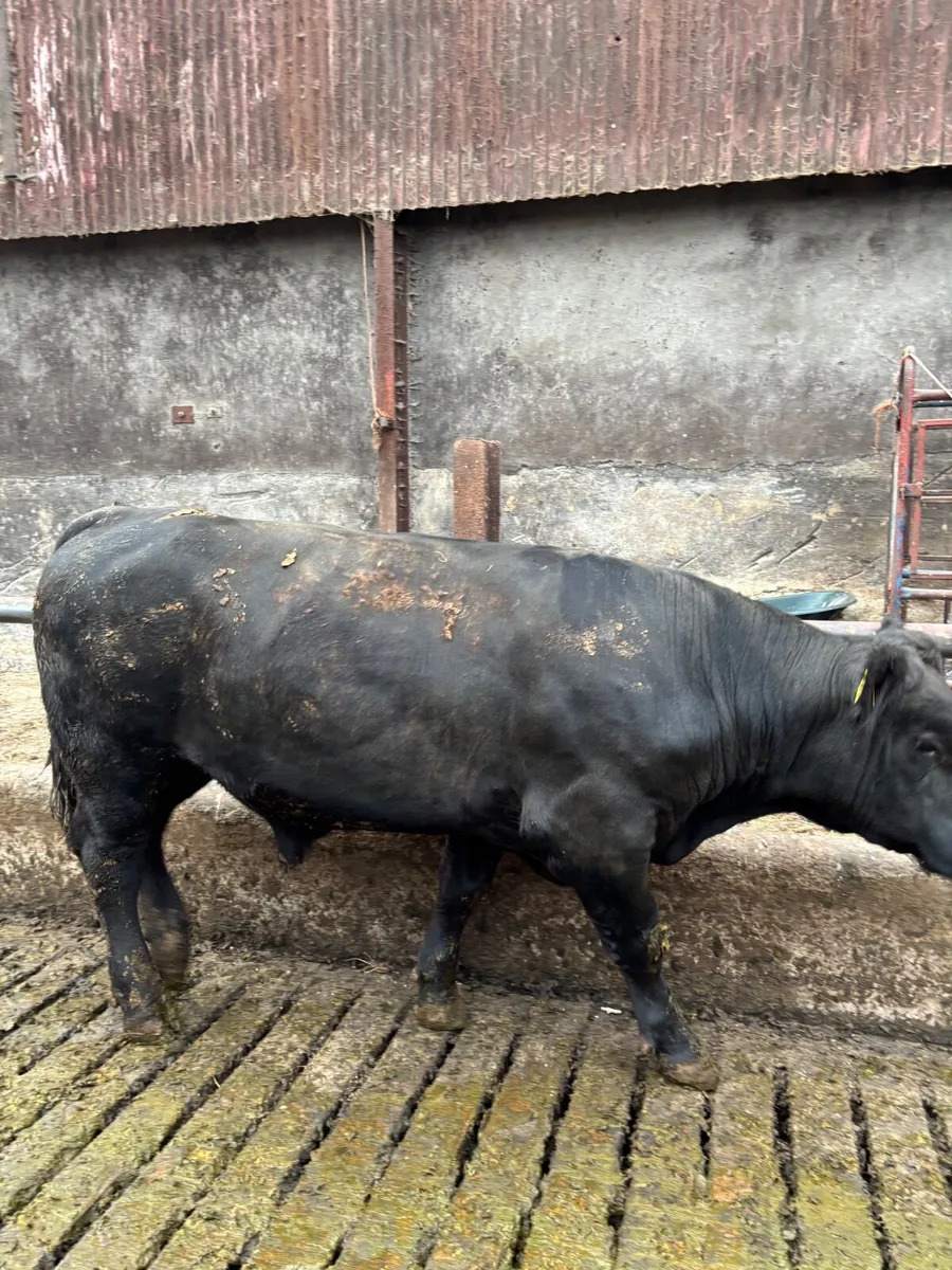 PB Aberdeen Angus bulls - Image 2