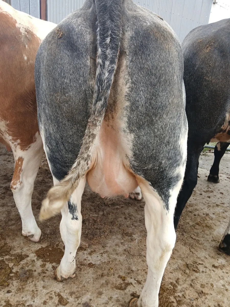 In calf heifers Ballinasloe mart 8th August - Image 1