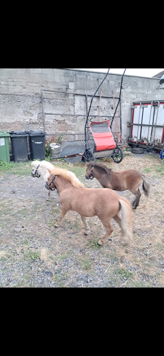 3 lovey little farabellas - Image 1